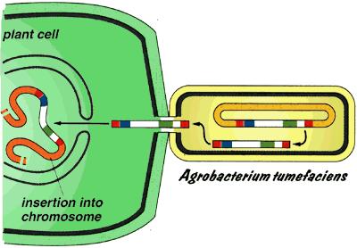 transfers DNA into plant cells to