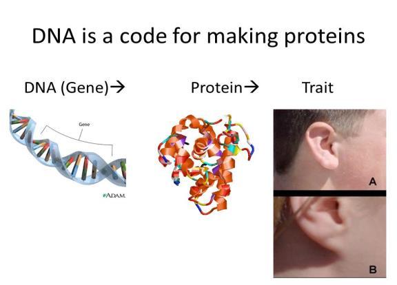 Proteins determine traits (physical,
