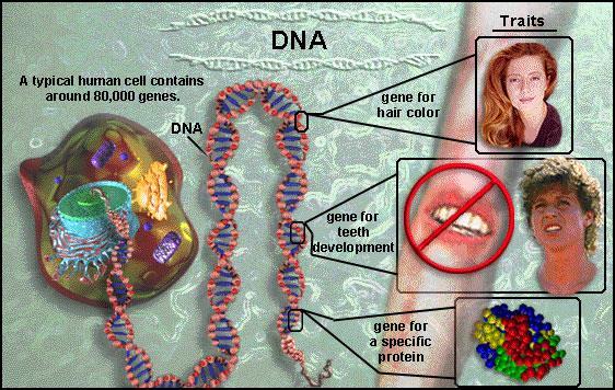 III. How is DNA important? A.