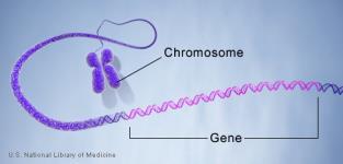 DNA as Genes, Chromatin and