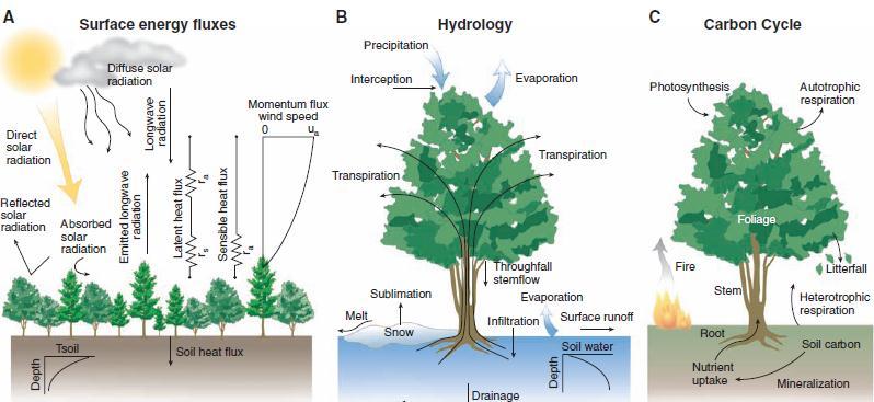 2 Forests and climate Global impact CO 2 fluxes Changes in