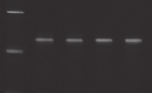 Analysis of sgrnas by gel electrophoresis Assessment of sgrna quality and length can be evaluated by gel electrophoresis.