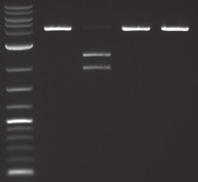 In-vitro Cas9 Nuclease Assay S. pyogenes Cas9 double-stranded DNA nuclease is guided to the target DNA based on sequence complementarity to the sgrna that is loaded into the protein.