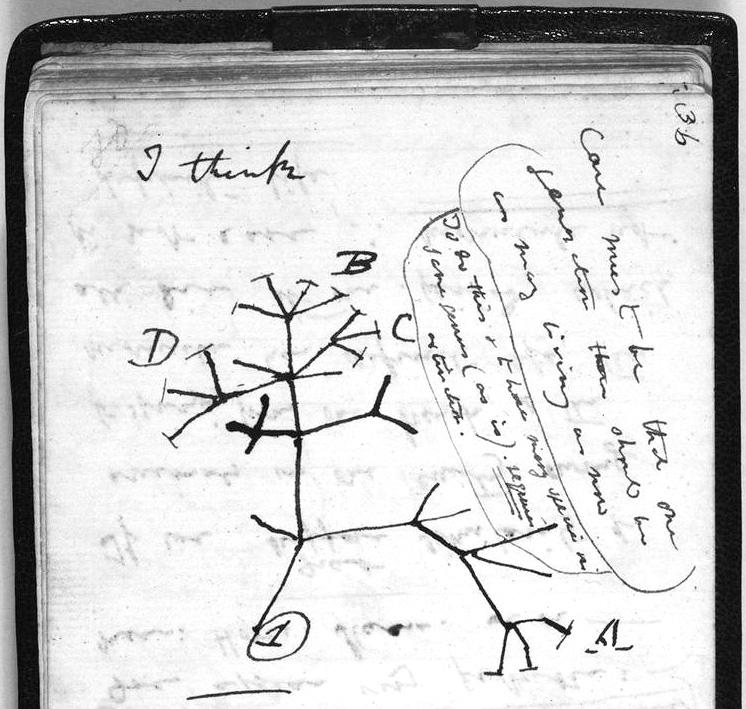 arwin s tree of life In arwin s On The Origin of Species, published in 1859, the ritish naturalist drew a diagram of an oak tree to depict how one species can evolve into many others. 33.