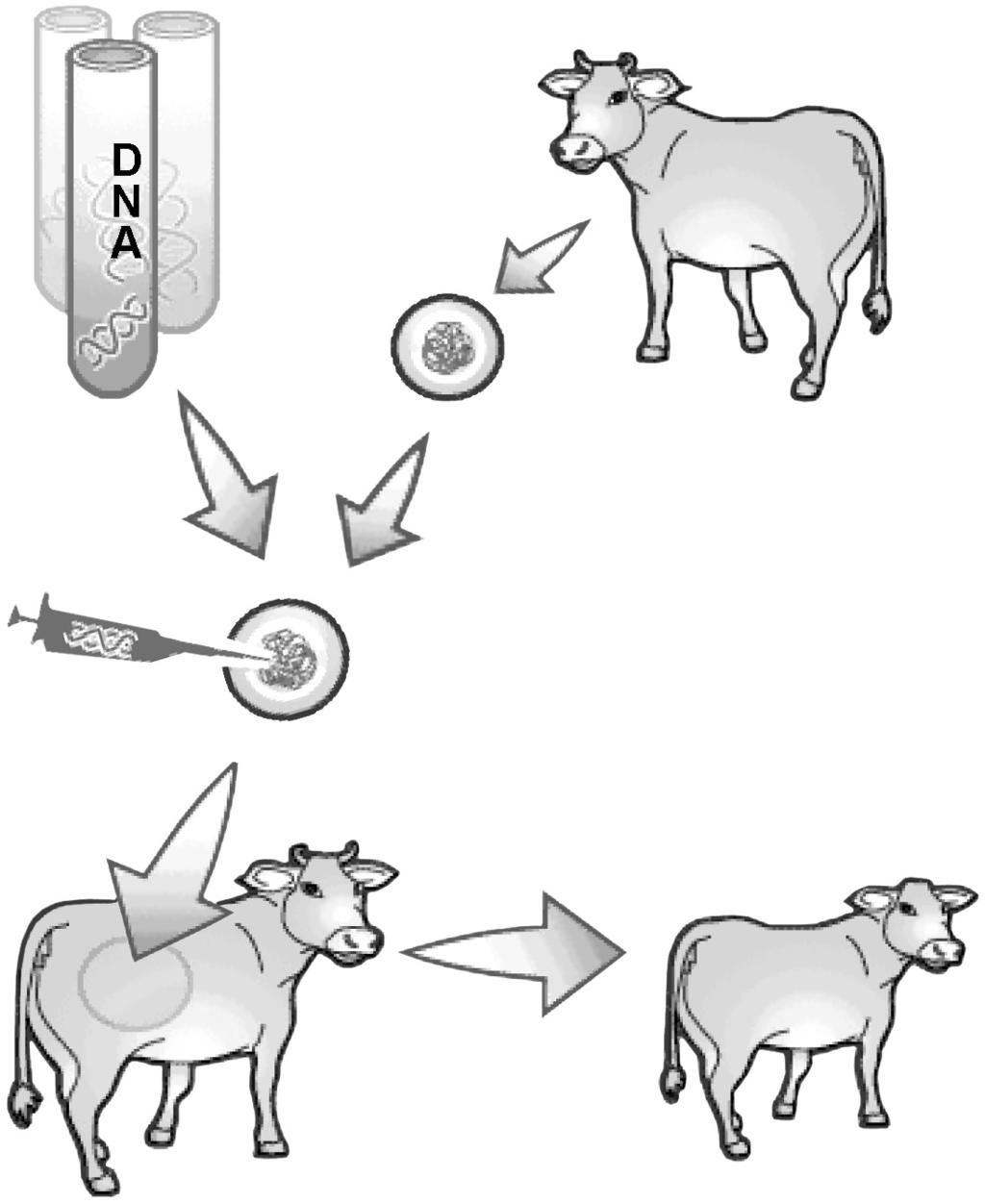 new method of farming This is a method used for the production of designer milk containing human antibodies.