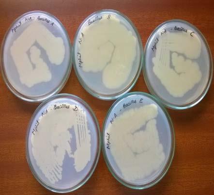 Identification of crude biosurfactant by Thin Layer Chromatography Silica plate was prepared and the crude biosurfactant was spotted on the plate.
