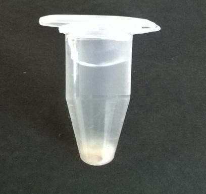 The product was obtained in the form of creamy white powder (Figure 7). Figure 7 Crude Biosurfactant The weight of the crude extract obtained from 5 different Bacillus sp.