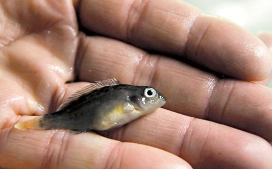 Healthy fish are happy fish Low stocking densities Optimal farm location Vaccination=reduced