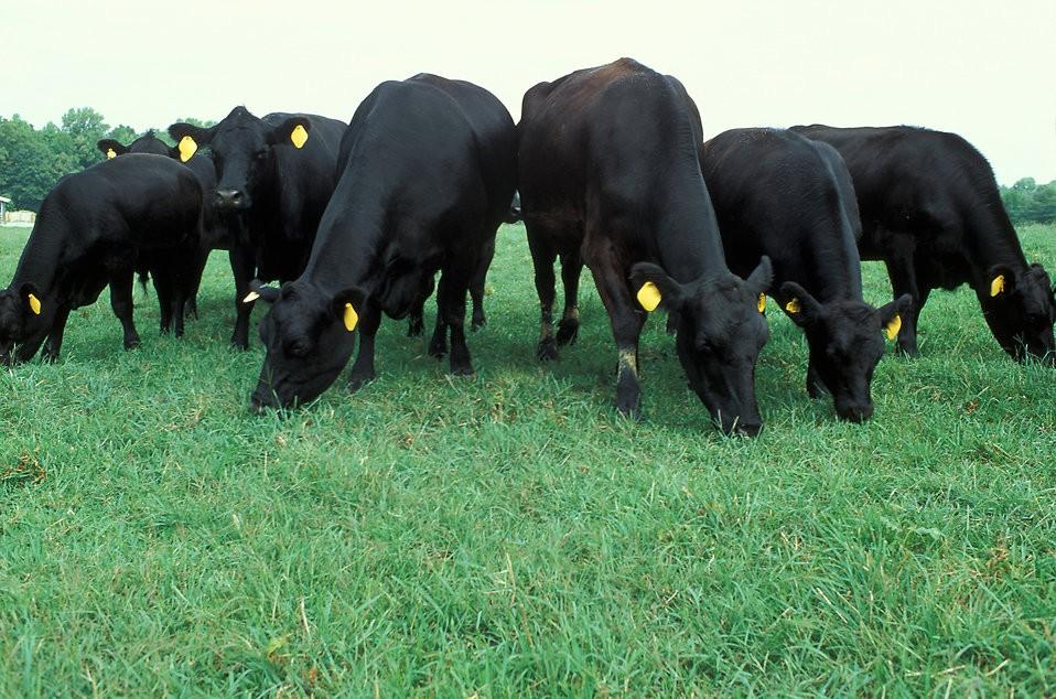 When grass starts growing rapidly, they have high water content; this dilutes the amount of nutrients that are in the forage.