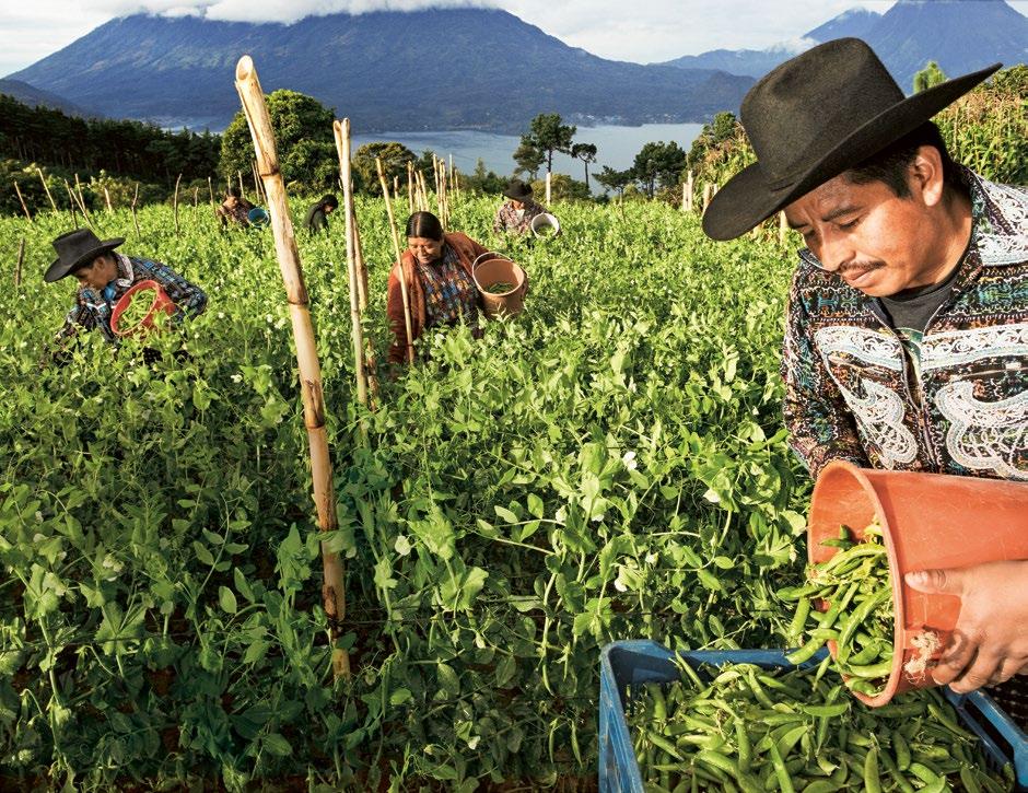 Farmer Santos Tun Coc with members of his family during the snap pea harvest in Guatemala, with Lake Atitlan in the