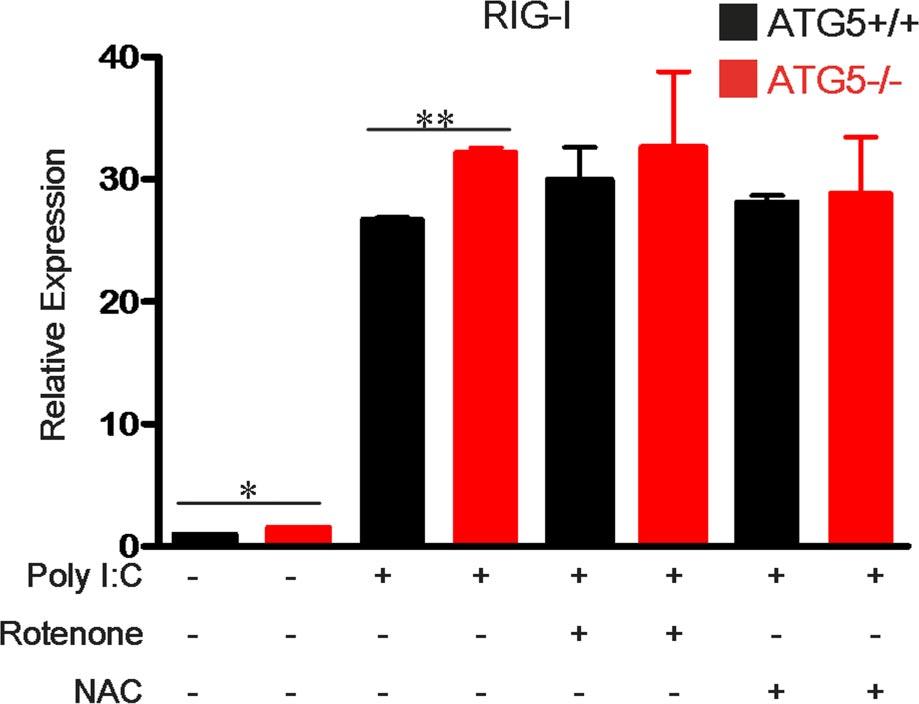 Fig. S5. RIG-I mrna levels in Atg5 / and Atg5 -/- MEFs.