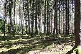 of all forests Our Nordic