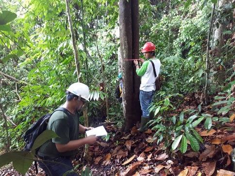 conservation of the HCVs identified in the area. Key regulations and the importance of conservation were socialized to plantation workers as part of our ongoing engagement program.
