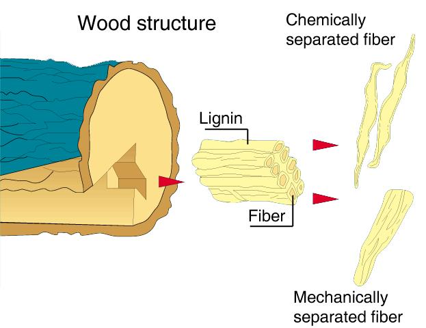 Wood and