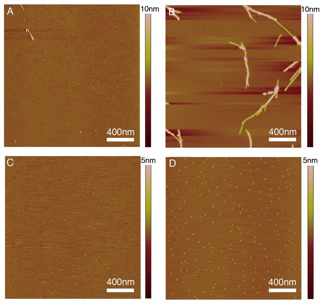 AuNPs2 for 18 and 48 hours. Fig. S12 A and B are AFM images of Aβ(1-40) on mica plate after co-incubating with AuNPs3 for 36 and 72 hours.