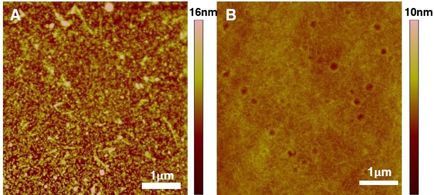 Fig. S3 (A) AFM image of QCM crystal without GSH modification after QCM experiment; (B) AFM image of 10 μm Aβ(1-40) deposited on mica substrates after incubation in PBS for 24 hours. 1.4 Effect of High concentration of AuNPs1, 2, 3 and AuNCs on ThT Fluorescence Quenching Fig.