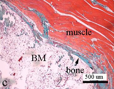 efficient bone formation in the