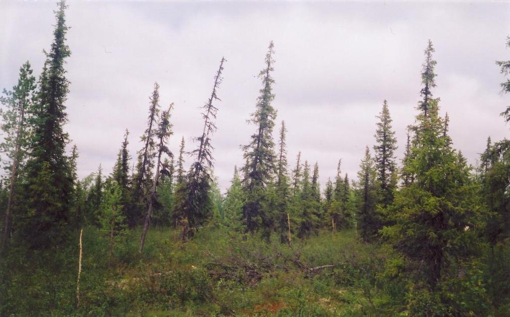 Justification of the southern boundary of pre-tundra forests; Creating a system of forest