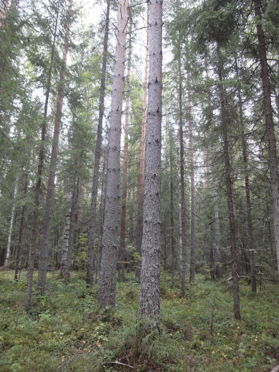 Recommendations for the natural regeneration by coniferous species in the