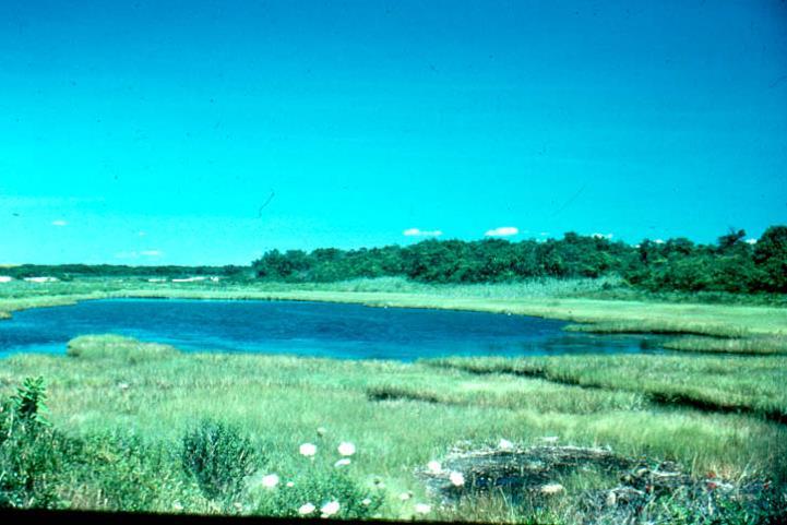 INTERTIDAL SALT MARSHES MUST INCREASE ELEVATION, MOVE INLAND, OR BE SUBMERGED.