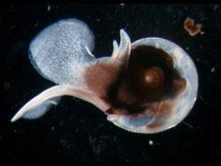 pteropod Many marine animals including corals and mollusks,