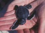 SEA TURTLE DEVELOPMENT Temperature determines the sex of turtle embryos.