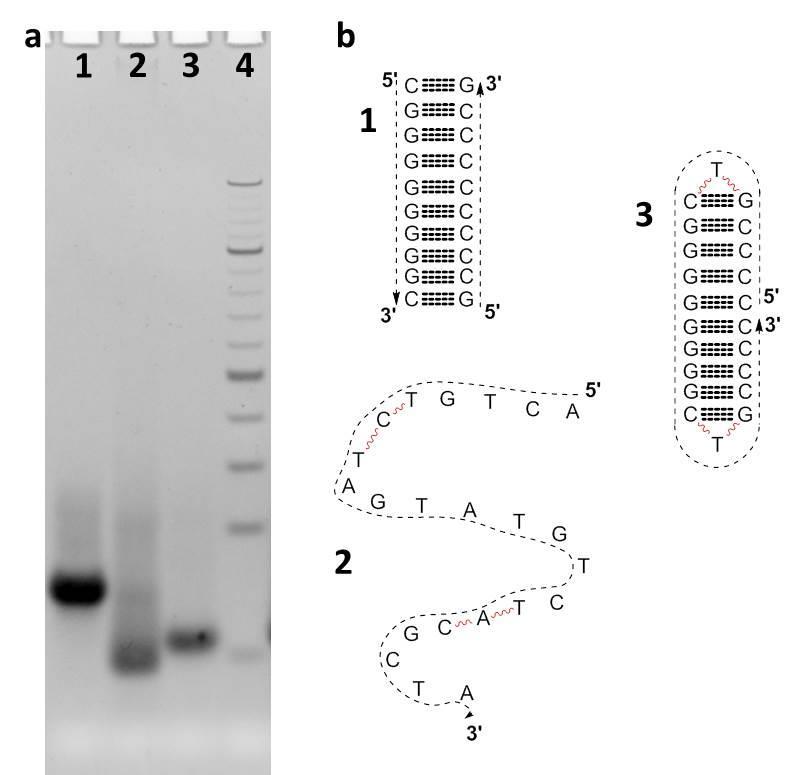 Figure S2: (a)comparison of PAGE mobility for (1) free-end DNA, (2) ssdna and (3) closedend DNA. (b)drawings of the molecular structures and sequences.