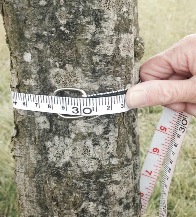 If the tree has low branches, measure the circumference near the top of the unbranched part of the trunk and record the height that you measured at.