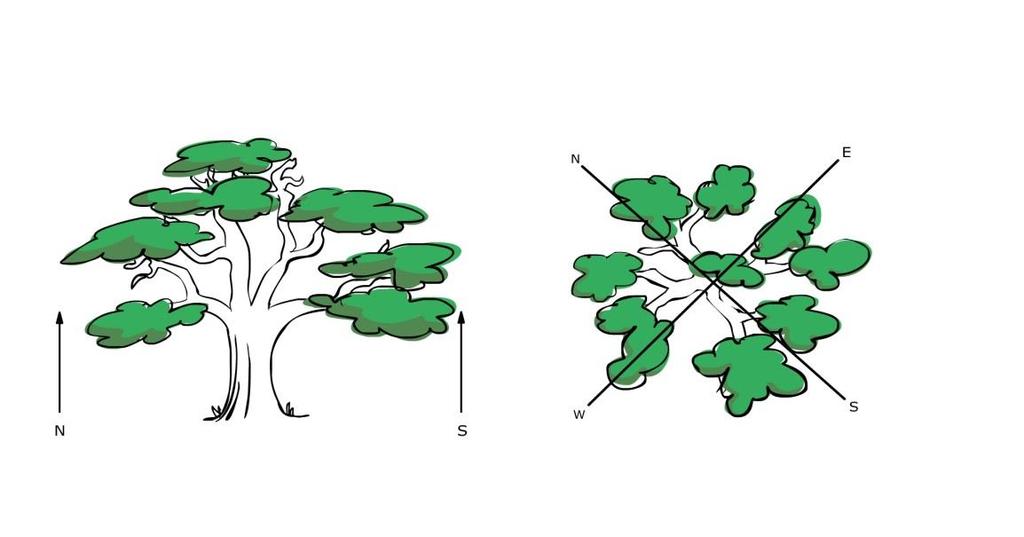 Crown spread Measure from the trunk outwards until, when you look up or hold up a straight stick, you are just on the edge of the leafy area. Repeat for each of the compass points N, S, E, W.