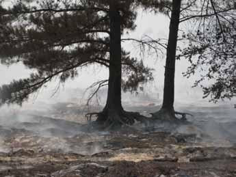 Highly flammable shrubs, such as gallberry and fetterbush, and small evergreen trees, such as red and loblolly bay, create the potential for extreme surface fire behavior.