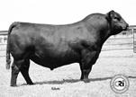 correct, quiet, with moderate birth and his progeny grow quickly. He now has over 180 progeny recorded, and through scan results his IMF EBV is well in the top 1% for the Angus breed.