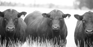 Fertility is so important in a breeding operation and the biggest fallout of unproductive breeders is likely to occur from joining as a yearling to joining as a three-year-old.