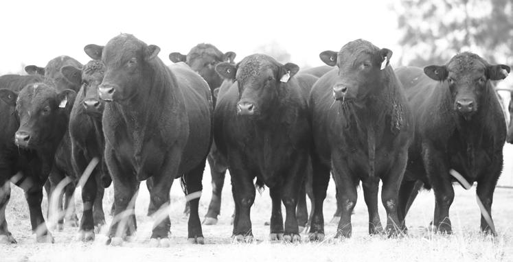 DESCRIPTION - EBVS & $INDEX VALUES UNDERSTANDING EBVS What is Angus BREEDPLAN? Angus BREEDPLAN is the genetic evaluation program adopted by Angus Australia for Angus and Angus influenced beef cattle.