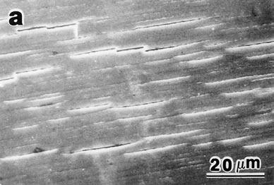Fig. 1 Sections cut for TEM observations. Fig. 4 Double slip lines on the surface of single crystal 15. Fig. 5 Cyclic twin bands and consequently activated c a slip bands on the surface of single crystal 18.