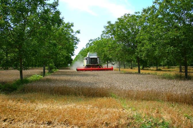 Relative tree yield Production and financial benefits 1.4 1.2 1.0 0.8 0.6 Agroforestry simply means farming with trees 0.