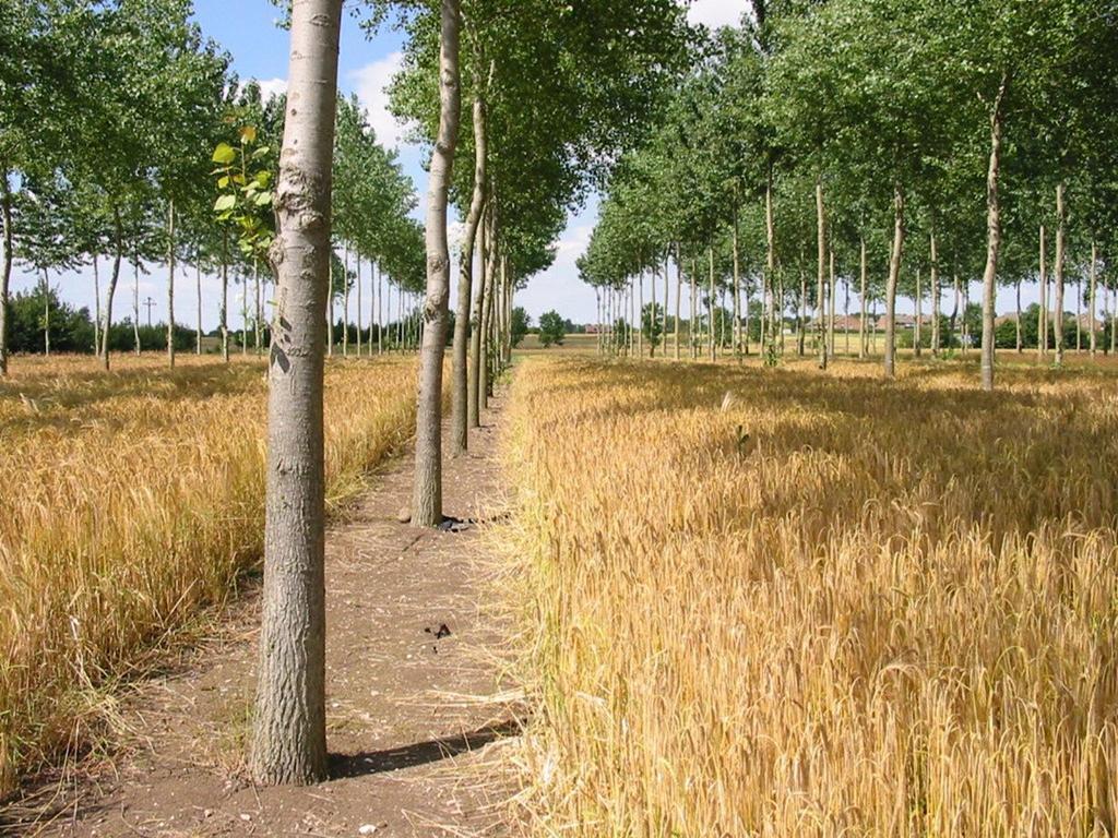 Silvoarable agroforestry with poplar The response of poplar at 10 m spacing was measured.