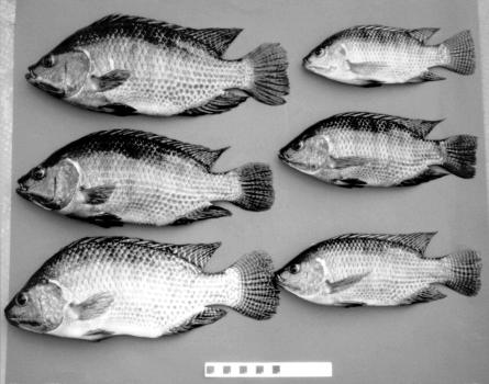 Transgenic Growth-Enhanced Tilapia being grown in Cuba Maclean and Laight. 2000.