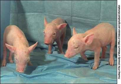 Transplantation-friendly miniature GE pigs. Takahagi et al. 2005.