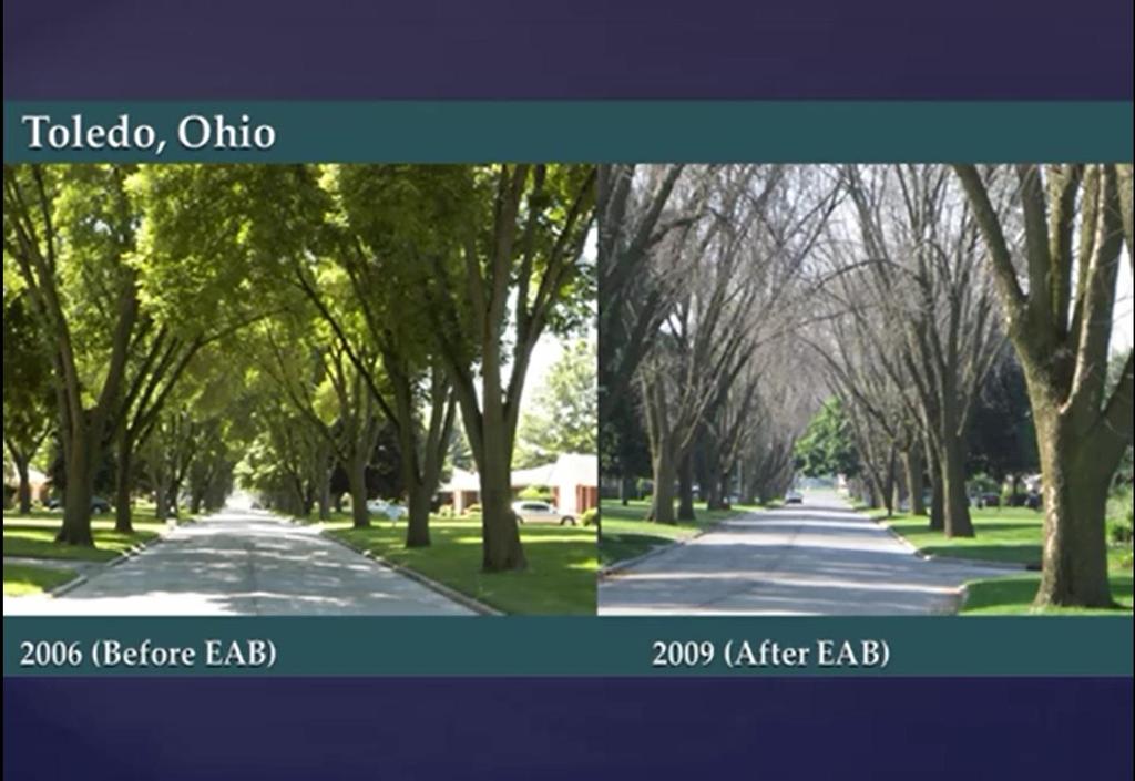 City of Rutland EAB Strategy Background The public has been made aware of the presence of the invasive insect, the Emerald Ash Borer (EAB), in Vermont.