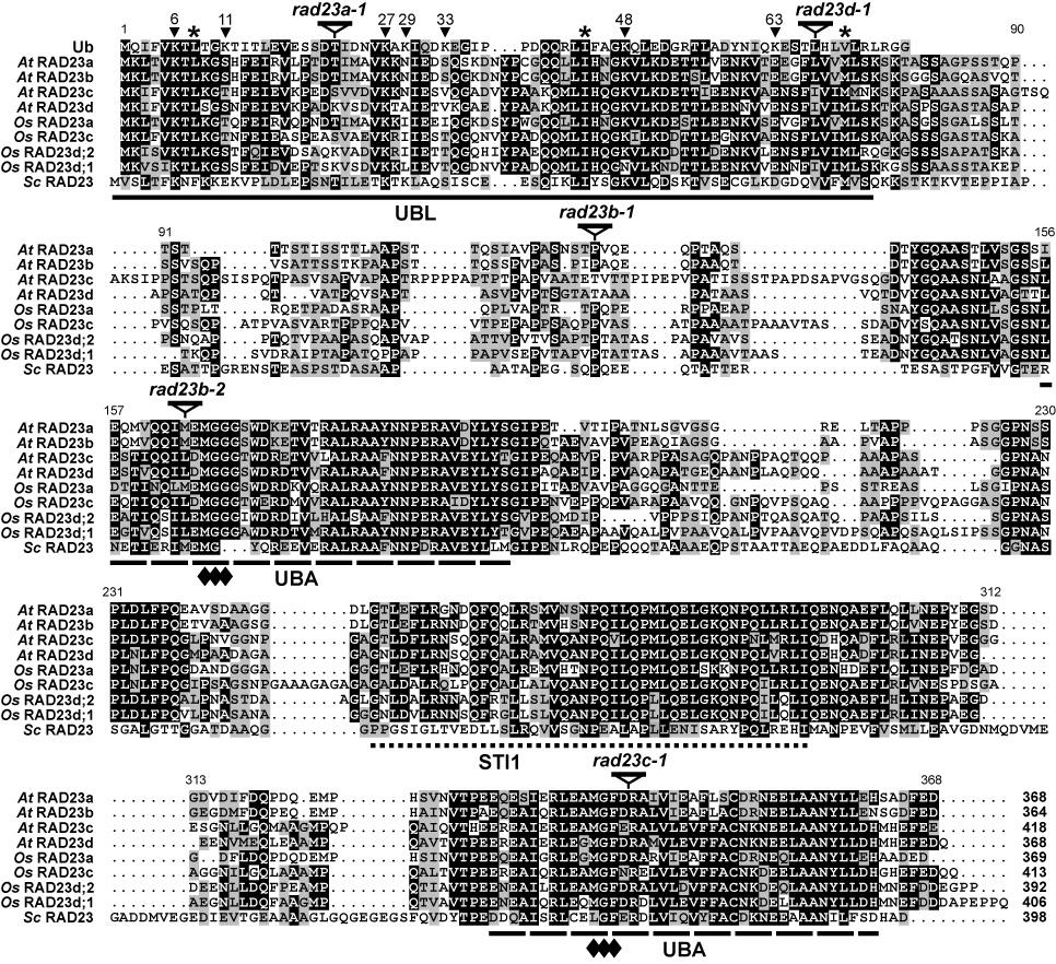 Supplemental Figure 1. Amino acid sequence comparison of RAD23 proteins. Identical and similar residues are shown in the black and gray boxes, respectively. Dots denote gaps.