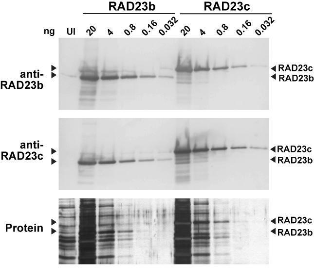 Supplemental Figure 3. Specificity of the anti-rad23 antibodies. Panels show five-fold serial dilutions of extracts from E. coli induced to express recombinant 6His- RAD23b and c proteins.
