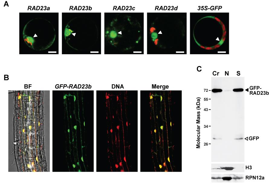 Supplemental Figure 4. Nuclear enrichment of RAD23a-d proteins in Arabidopsis. (A) Subcellular localization of RAD23a-d transiently expressed by their native promoters as GFP fusions in protoplasts.