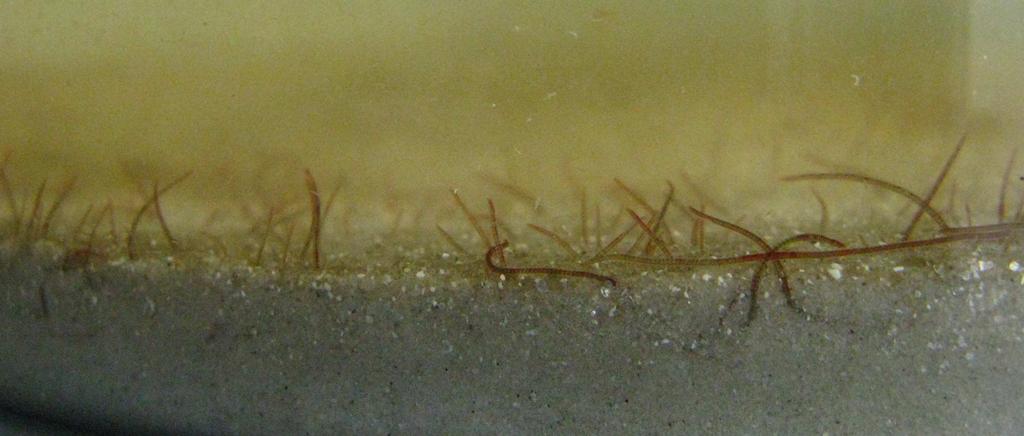 Biotests Desmodesmus subspicatus freshwater green algae - 72 h, OECD 201 (2006) - CNT: 0.001, 0.