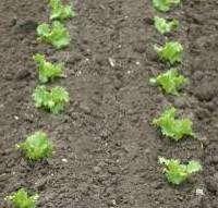 Lettuce N uptake (lb / acre / week)