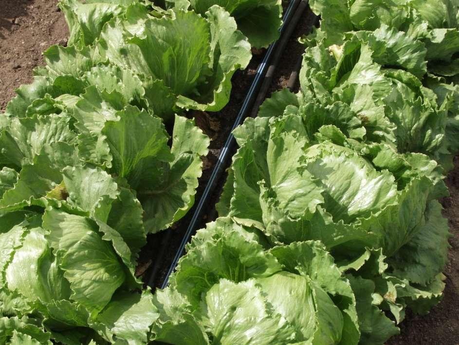 Value of Presidedress Soil Nitrate Testing (PSNT) in lettuce production : In 25 commercial lettuce field trials: