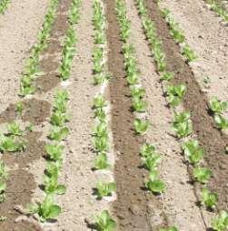 Lettuce irrigation requirement (% of ETo) Irrigation