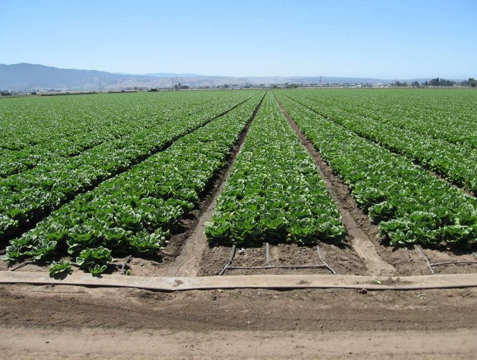 2007 lettuce fertigation trials : Field Reference