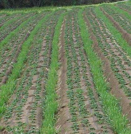 Cover crops : -