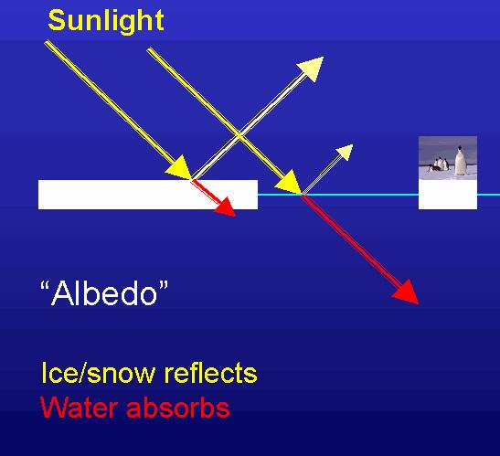 Albedo As ice and snow is replaced by water, or other darker surfaces, albedo decreases,