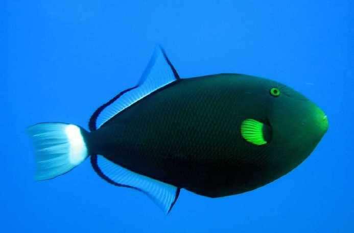 Slide 84 (Answer) / 129 22 This triggerfish eats sea urchins, small crustraceans and